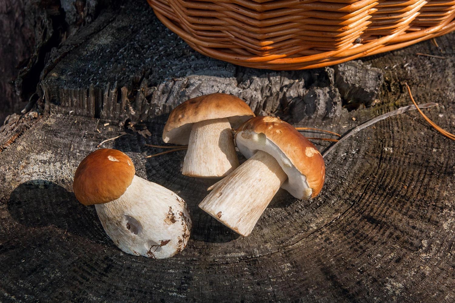Hotel 4 stelle a Selva di Cadore nelle Dolomiti - Attività estive